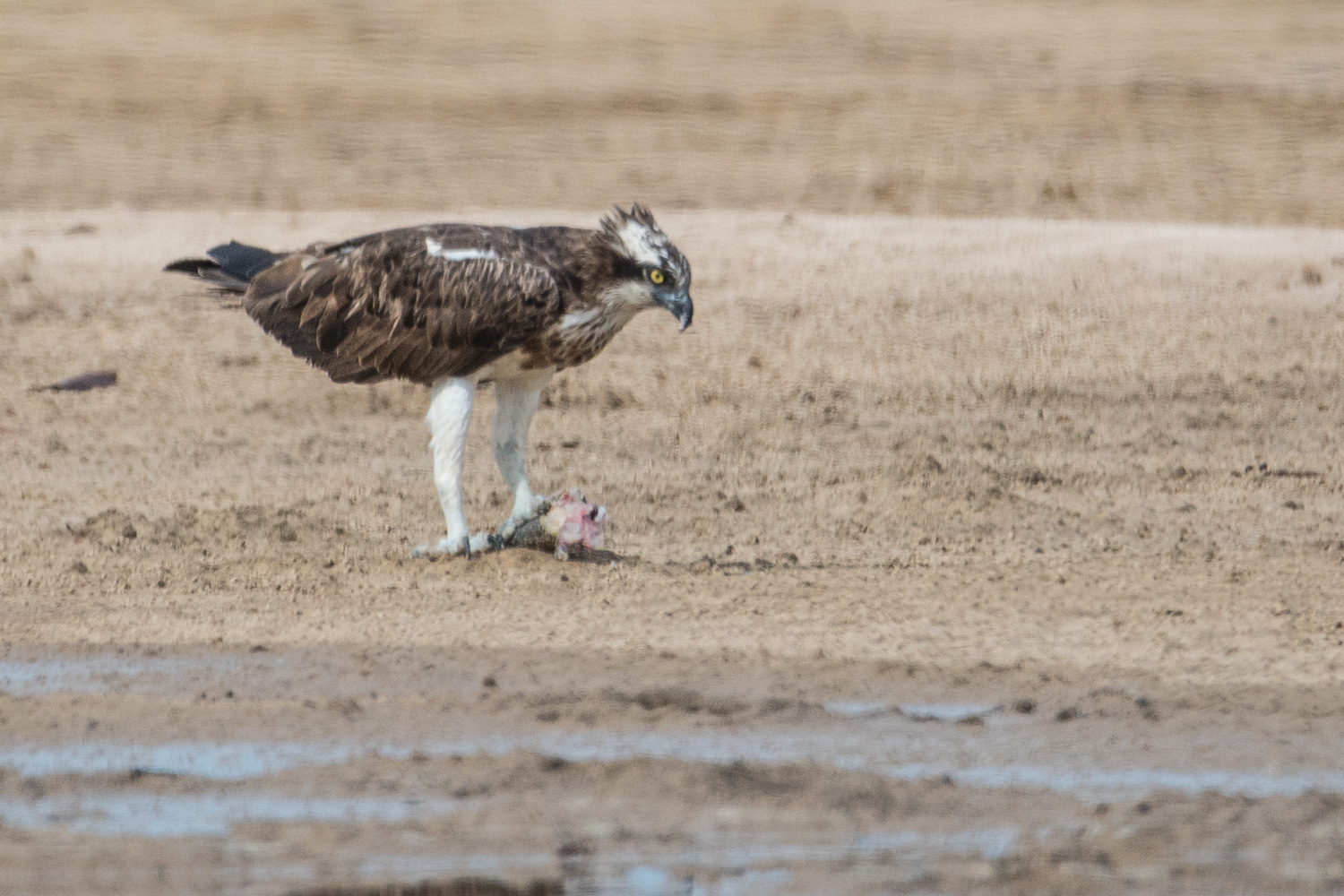 Balbuzard Pêcheur adulte (Osprey, Pandion Haeliatus) dégustant son poisson sur le sable à la jonction de la partie Nord-Est de la lagune et de l'estuaire de la Somone, Réserve Naturelle d'Intérêt Communautaire de la Somone.